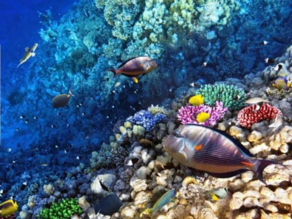Rara enfermedad podría matar parte de arrecifes del Caribe, incluidos los de Honduras