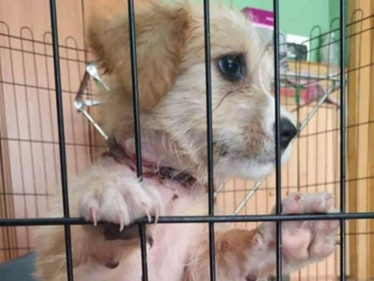 Detienen a hombre por intentar ahorcar a un perro y romperle las patas traseras  