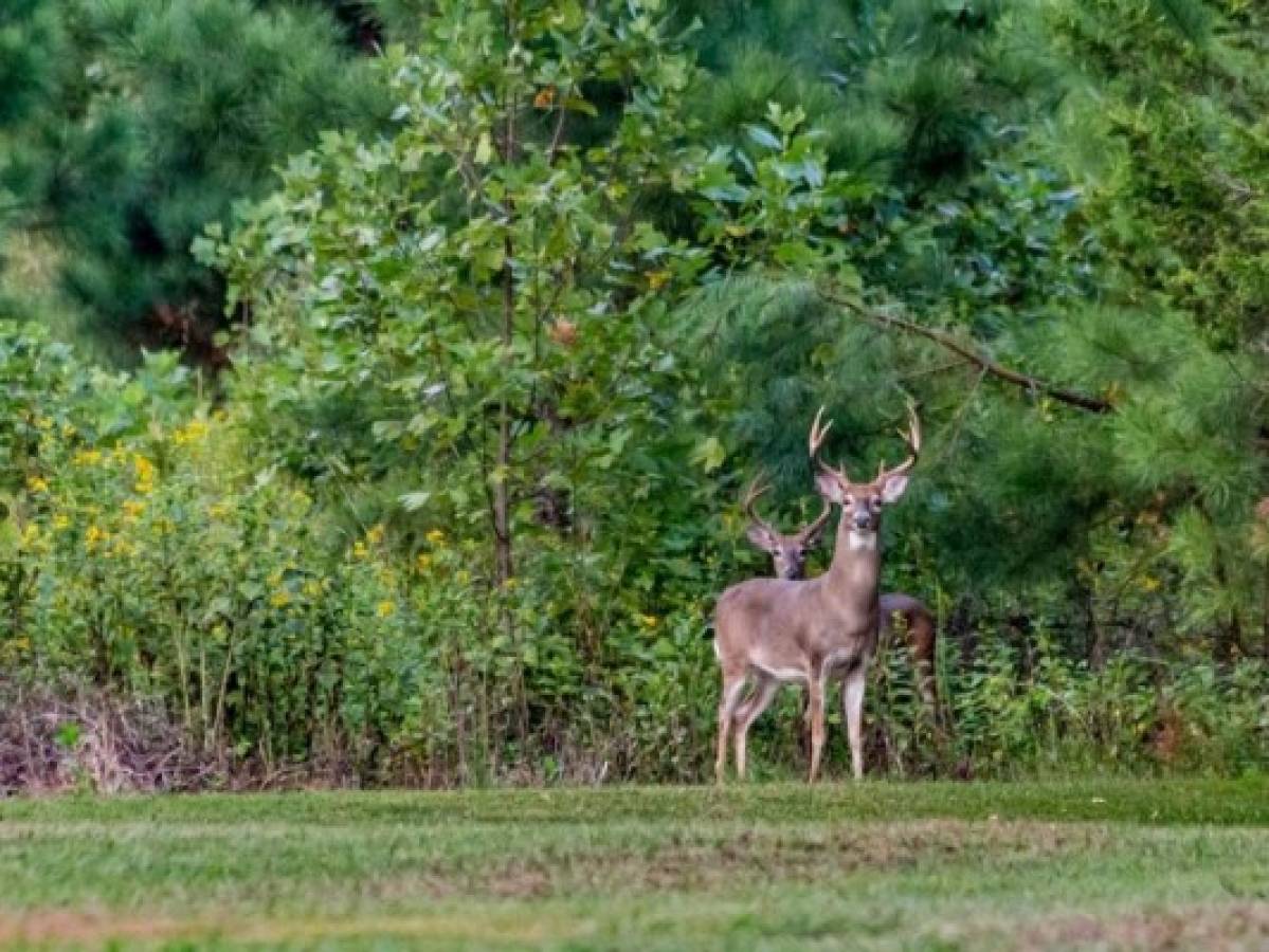 Rescatan a nudistas australianos perdidos en el bosque tras huir de ciervo