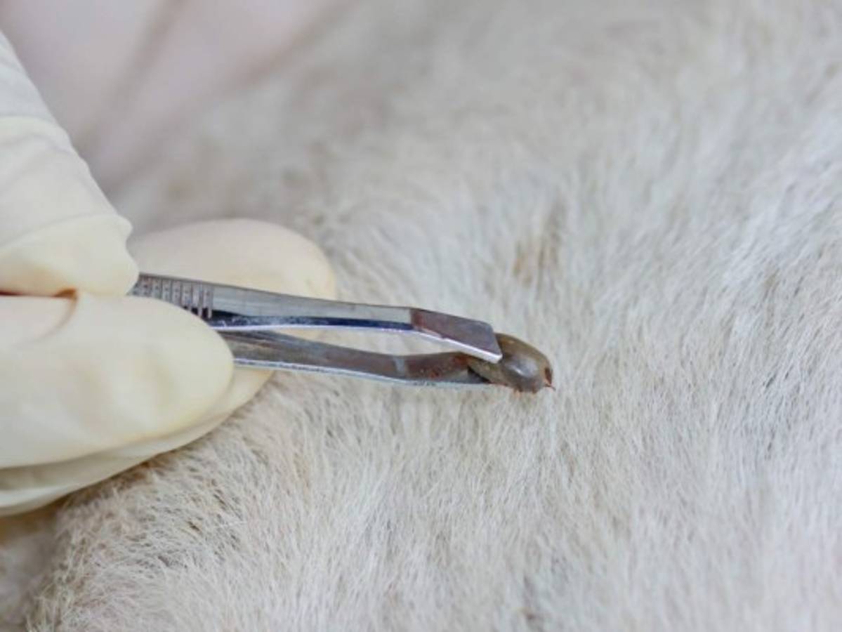 No permita que las garrapatas lleguen a su perro