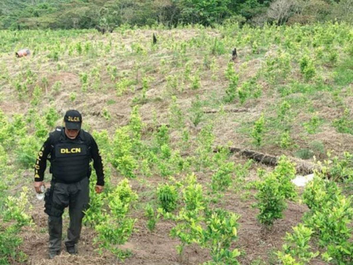 Honduras localiza y destruye 40 manzanas de plantación de coca en Olancho