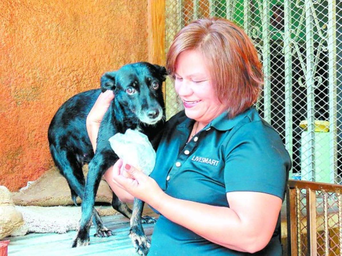 Los perros 'aguacateros” tienen quién los defienda en Comayagua