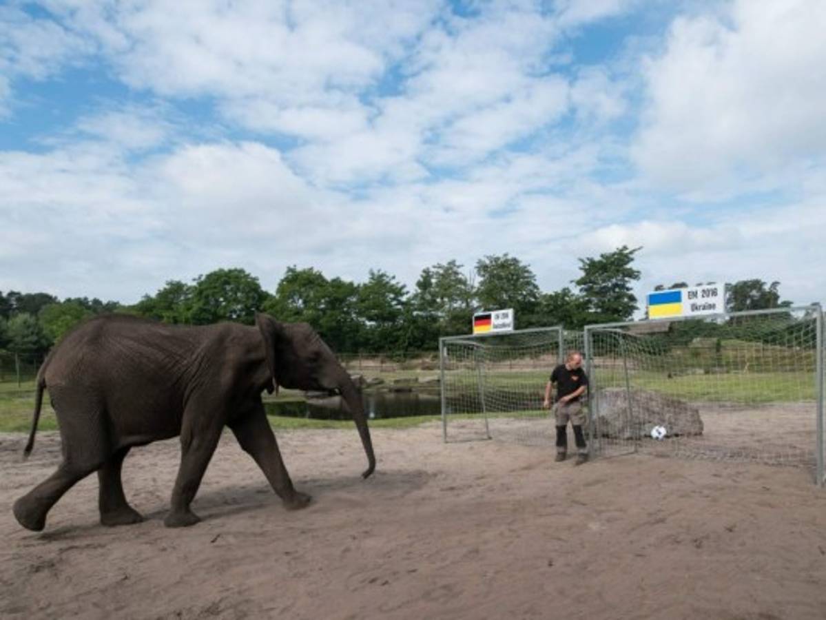 Elefanta Nelly vaticina triunfo de Alemania en la Eurocopa