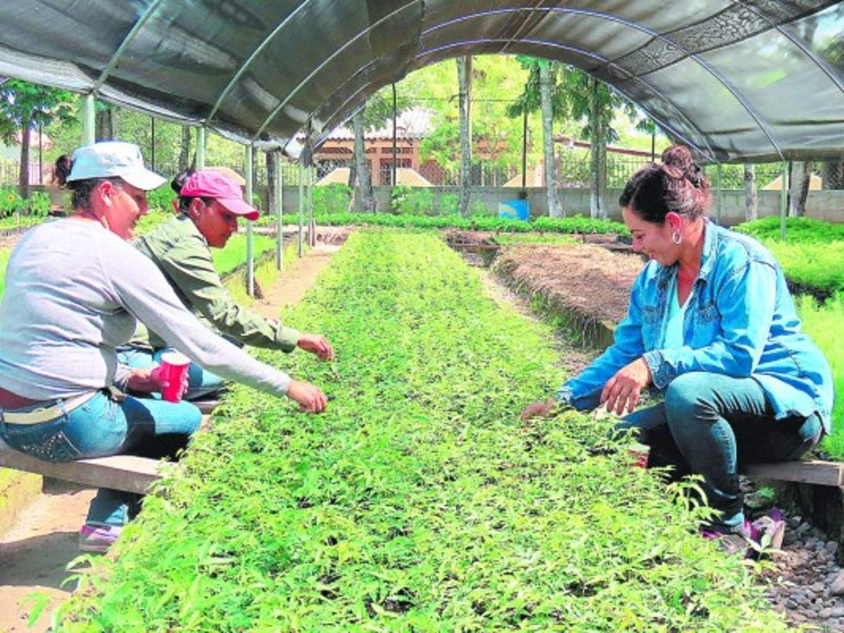 Preparan reforestación de áreas dañadas por gorgojo descortezador