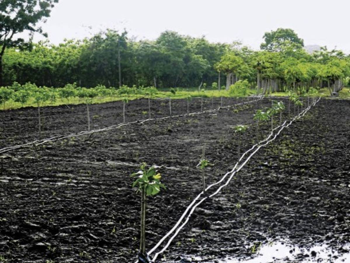 Por sequía, campesinos desisten de producir granos básicos