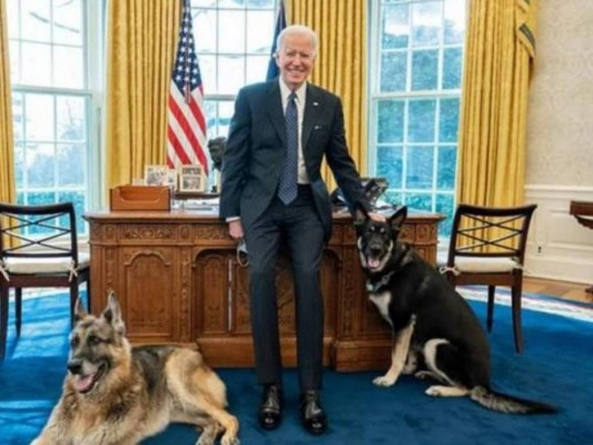 Los perros de Biden regresan a la Casa Blanca  