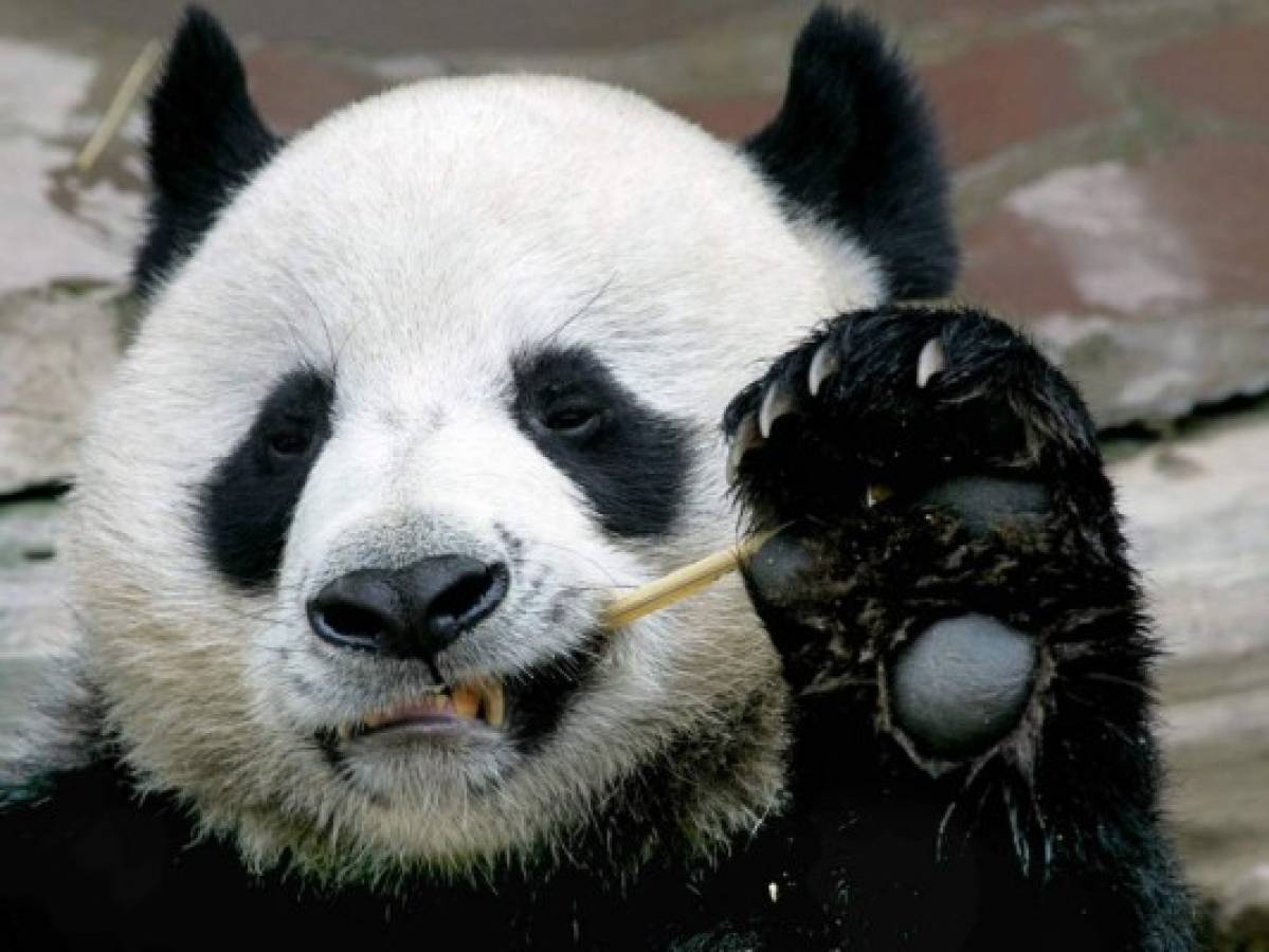 Panda prestado por China a Tailandia muere a los 19 años