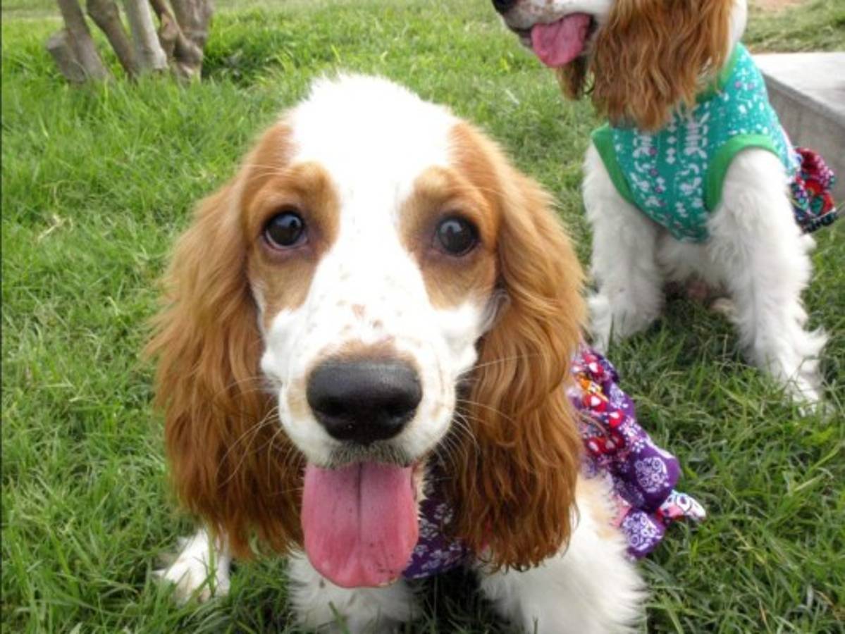 Los perros, como los humanos, distinguen las palabras y la entonación