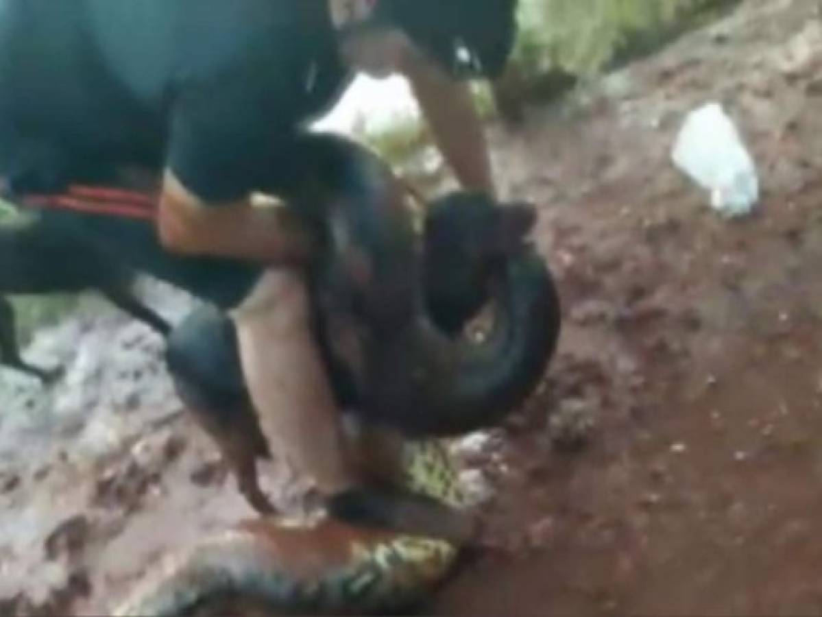 Video: Pelea contra una anaconda para salvar a su perro