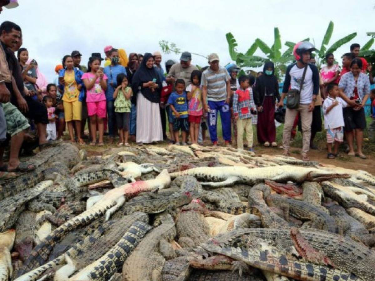 Matan a 292 cocodrilos por muerte de un hombre en Indonesia