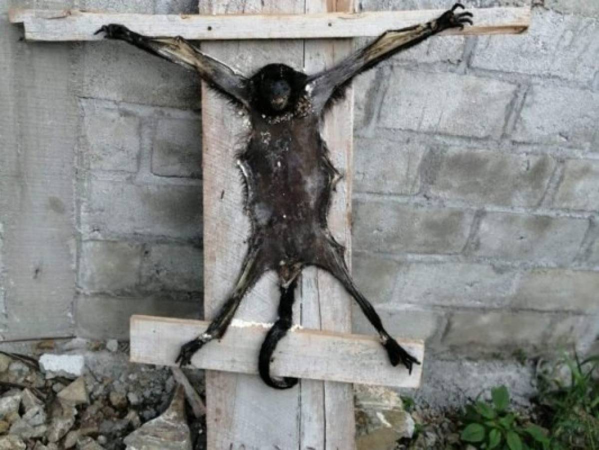 El cuero de un mono fue encontrado crucificado en el patio de una de las viviendas.