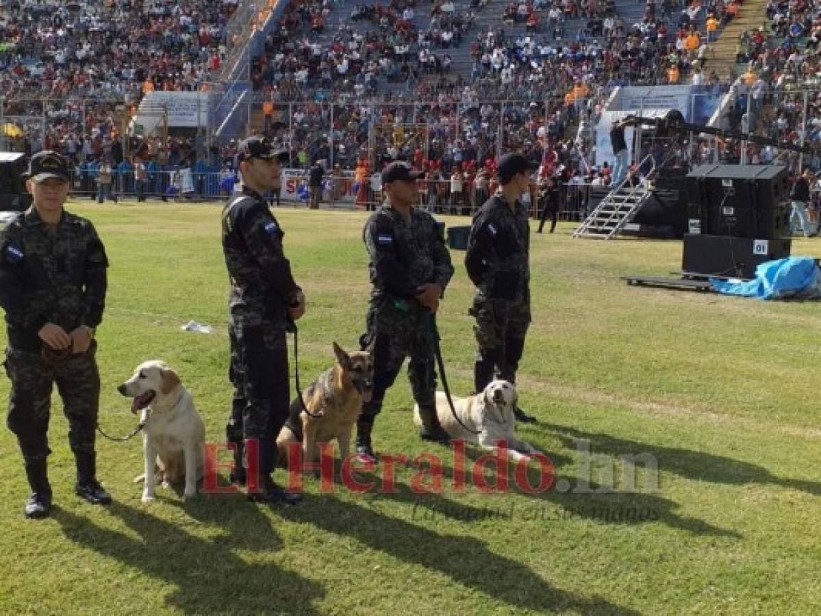 Zoe, Carol y Max, los perros antibombas que resguardan los desfiles