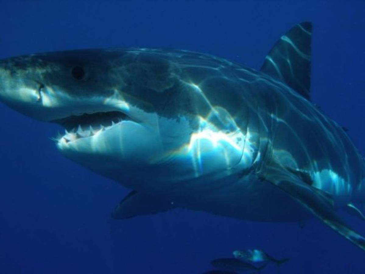 Un hombre muere tras ser atacado por un tiburón en una playa de Australia