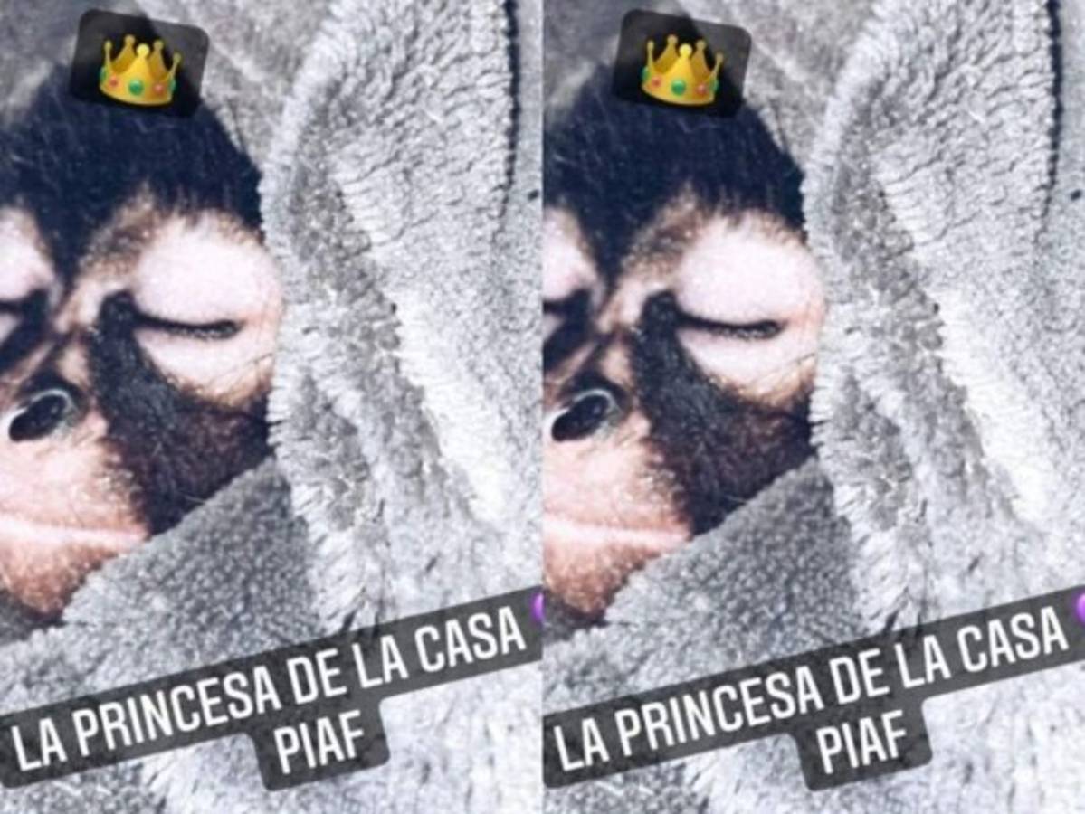 Piaf, la nueva mascota de Christian Nodal. Foto: Instagram nodal