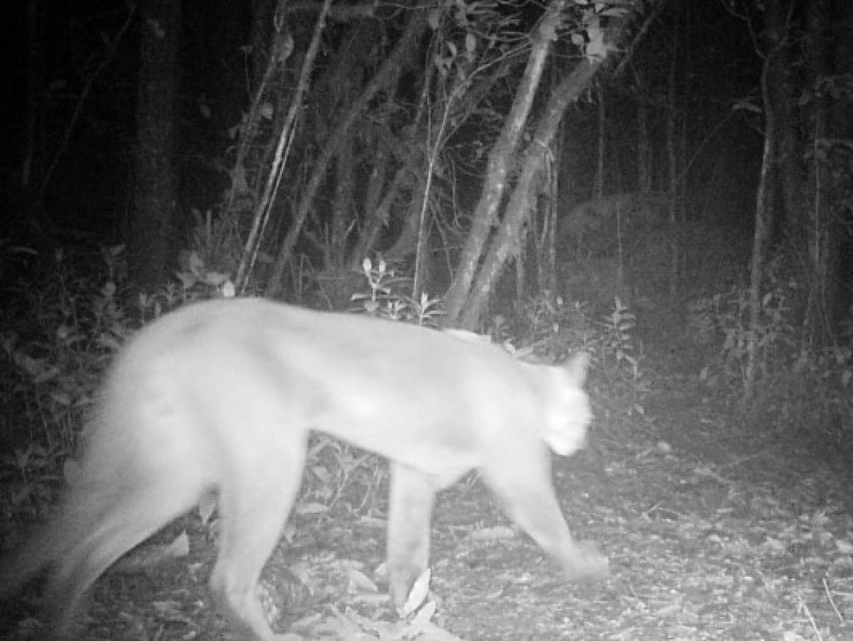 Descubren nuevas especies animales con cámaras de monitoreo en La Tigra
