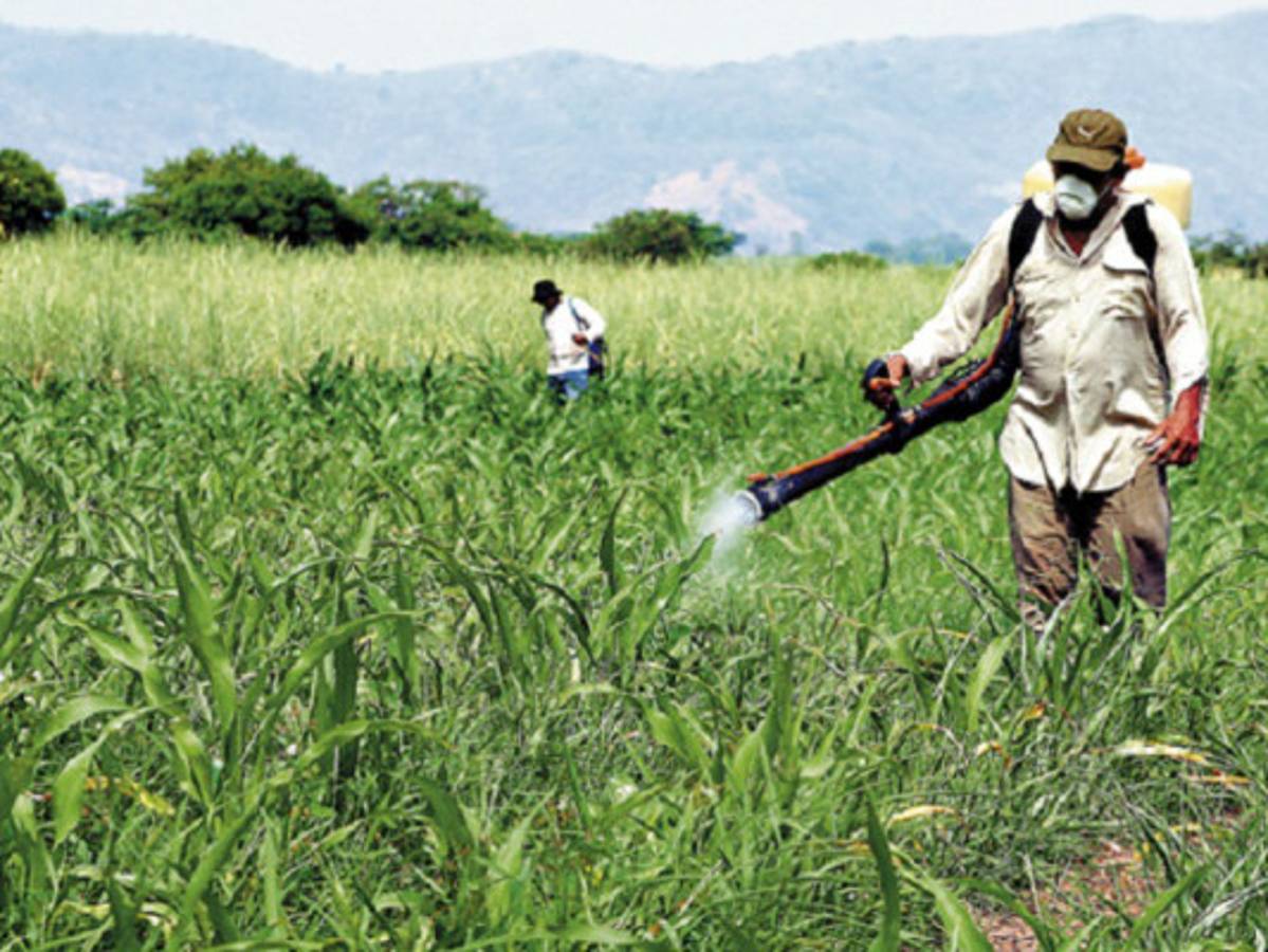 Honduras: Crearán 'herramienta” para garantizar crédito agrícola