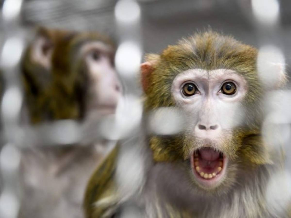 Monos infectados con covid-19 desarrollaron inmunidad a corto plazo