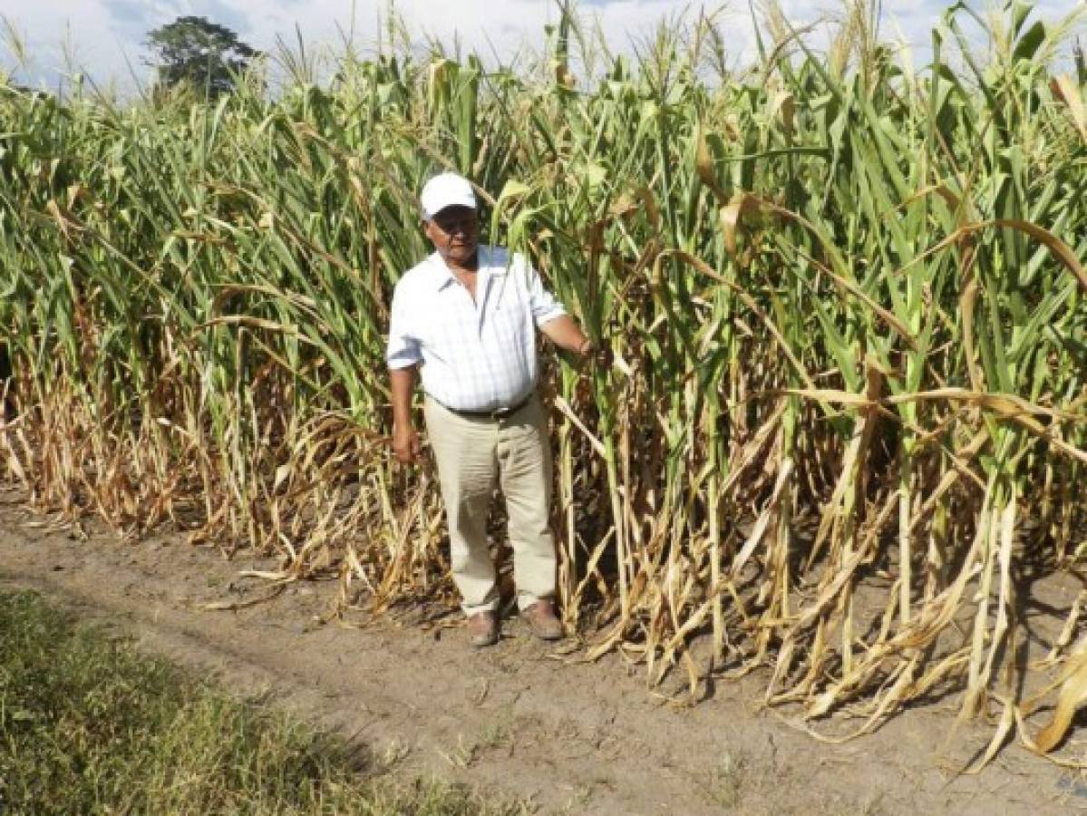 Habrá escasez de granos básicos en Olancho a causa de la sequía