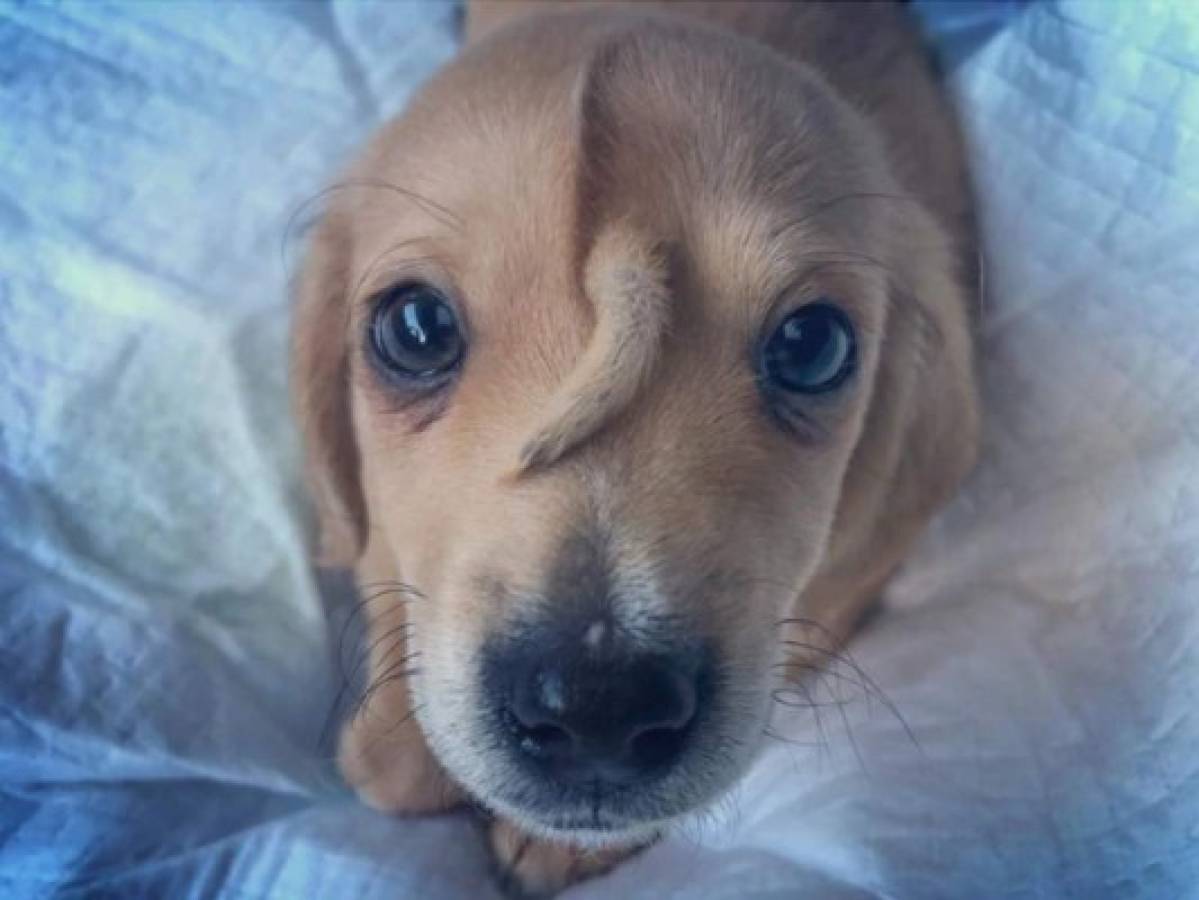 La historia del perro que nació con una cola en su frente