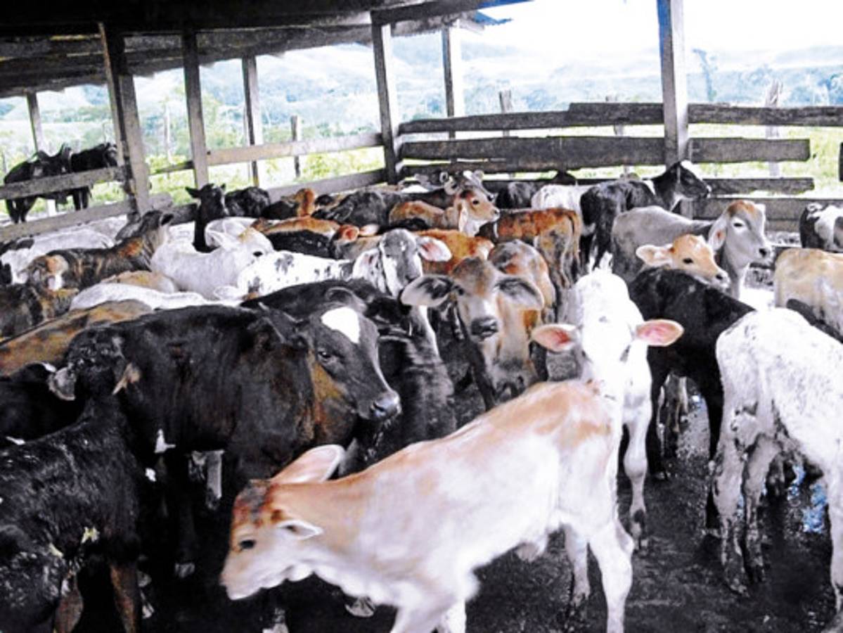 Catacamas avanza en la ruta del desarrollo económico