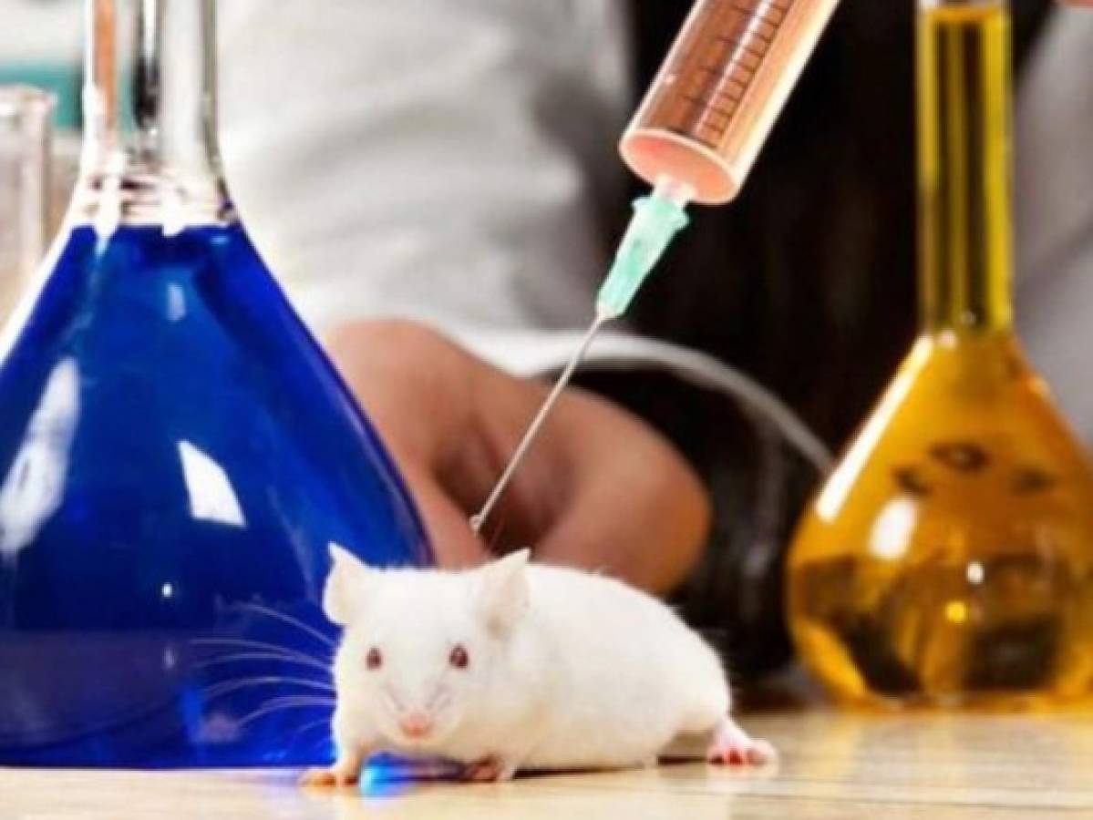 Científicos de dos universidades de EEUU lograron erradicar cáncer con metástasis en ratones y perros