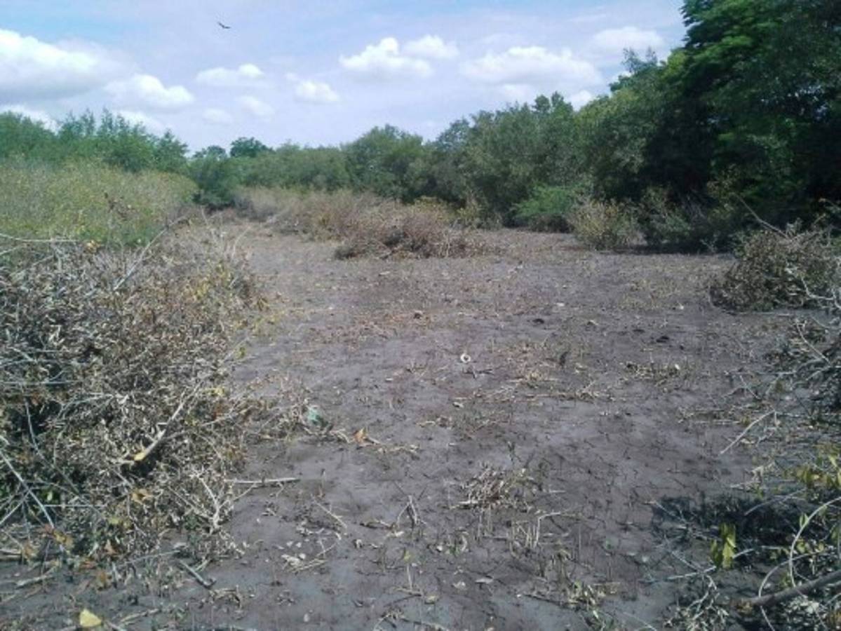 Destrucción del bosque de mangle amenaza biodiversidad del Golfo