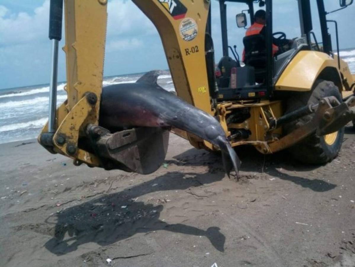 Encuentran muerto a un delfín en playa de Puerto Cortés