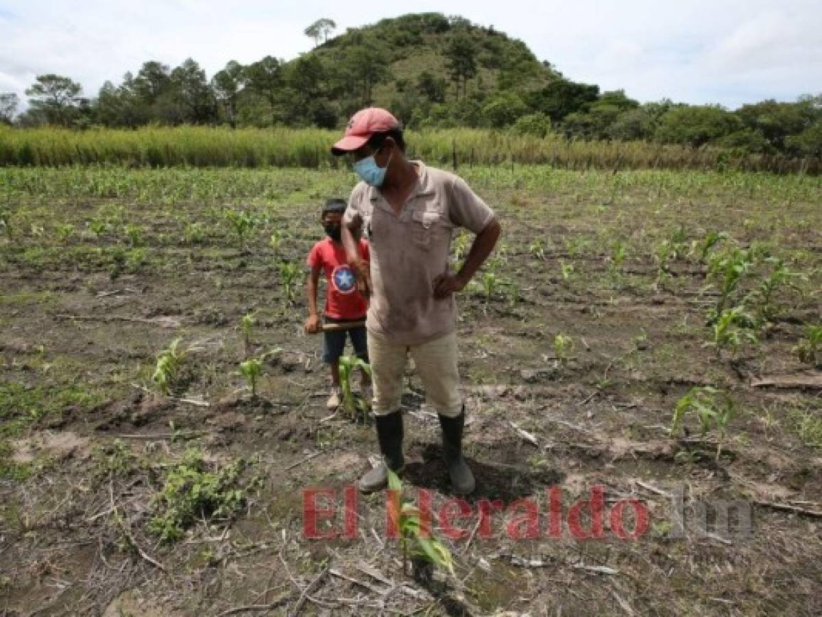 Sequía golpea el campo: 'Todo se perdió, estamos preocupados'