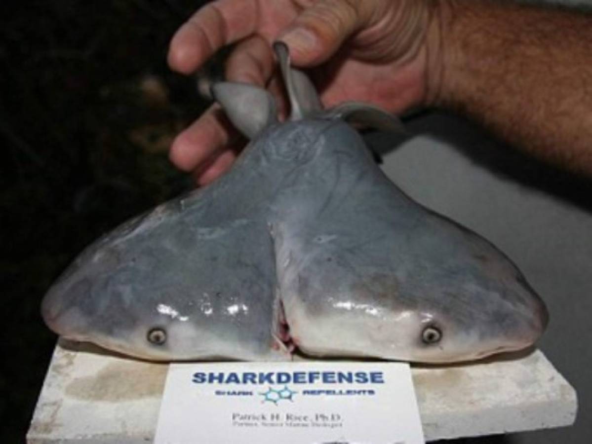 ¿Qué significa el hallazgo de tiburones con dos cabezas que alarma al mundo entero?