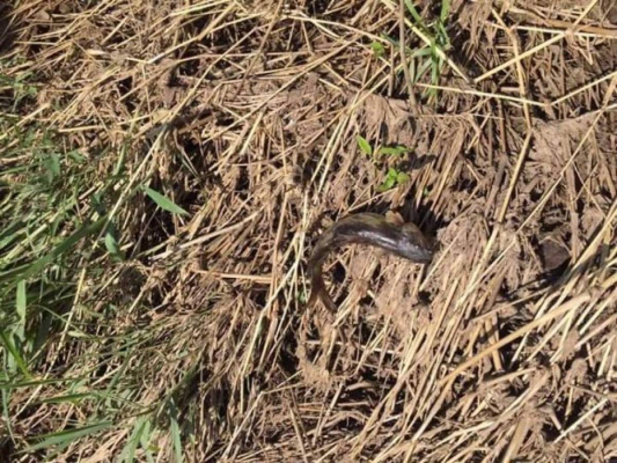 Honduras: Cae la legendaria 'lluvia de peces' en Yoro