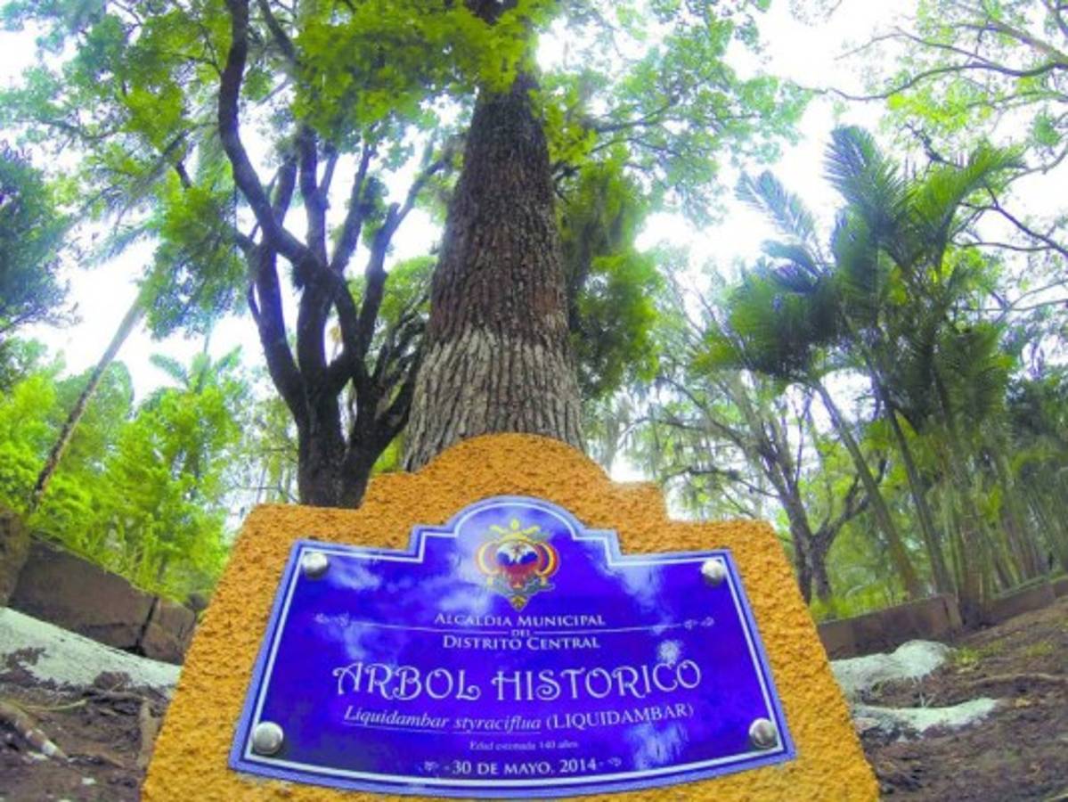 Históricos árboles, testigos del tiempo en la capital