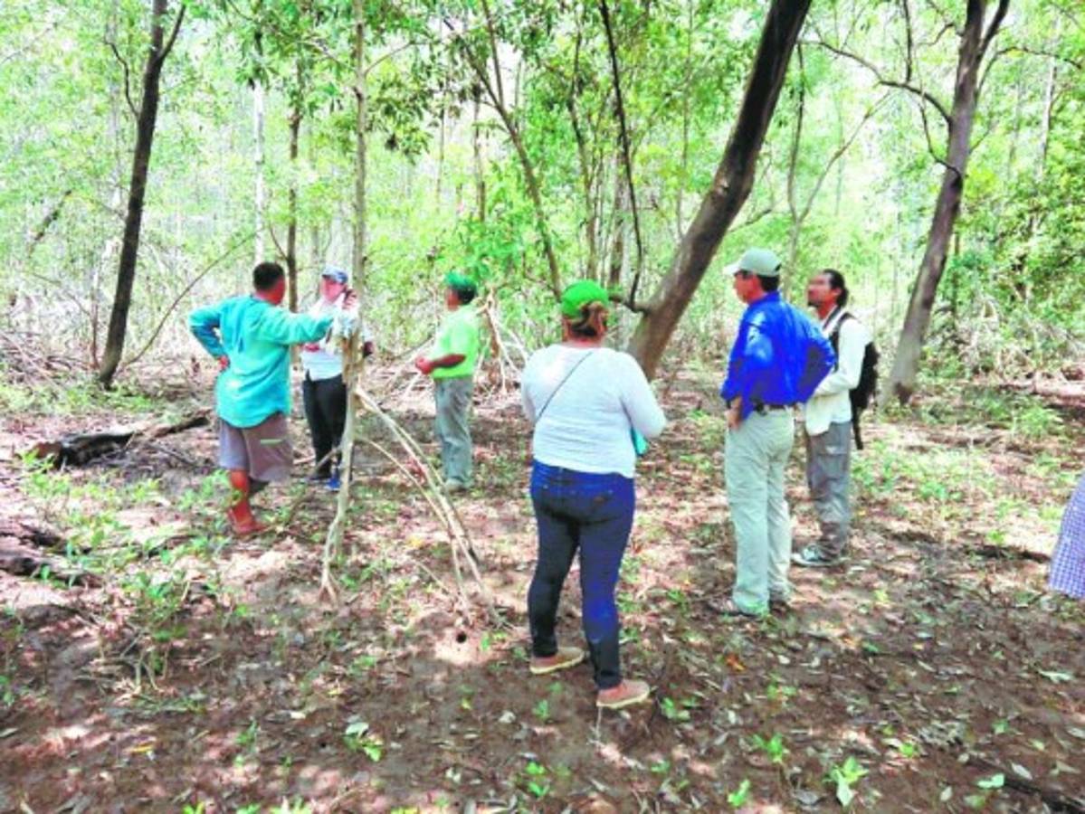 Pandilleros han destruido manglares para crear refugios