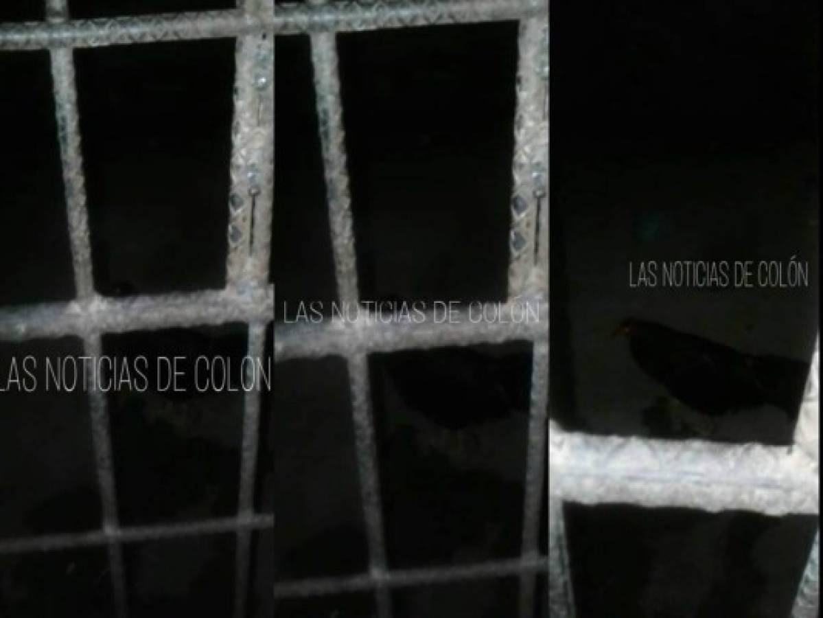 El plumífero se pasea por las celdas de una posta en Trujillo, Colón, norte de Honduras, foto: Noticias de Colón.