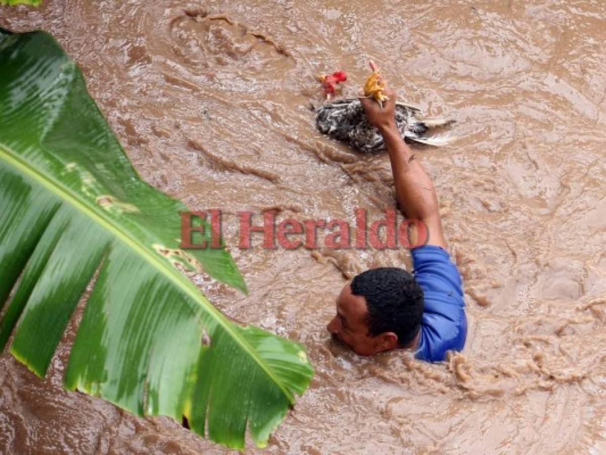 Hondureños rescatan a sus animales de la fuerte corriente del río Choluteca