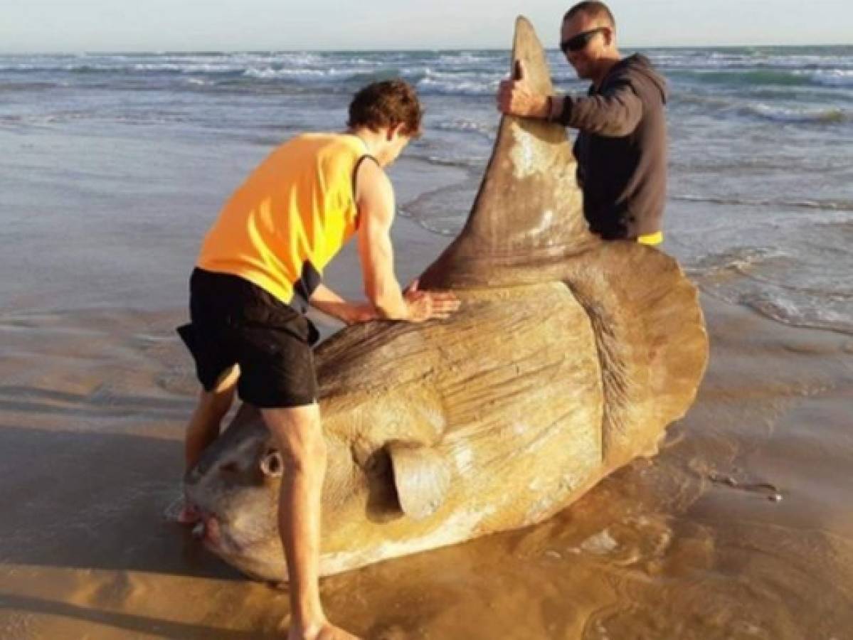 Encuentran un pez raro varado en una playa de Australia