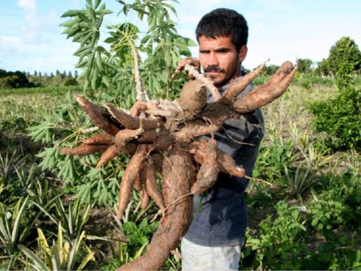 Nuestros indígenas se dedicaban a las labores primarias, como la caza, la pesca y el cultivo de productos como yuca, maíz y cacao y a la recolección de frutos silvestres.