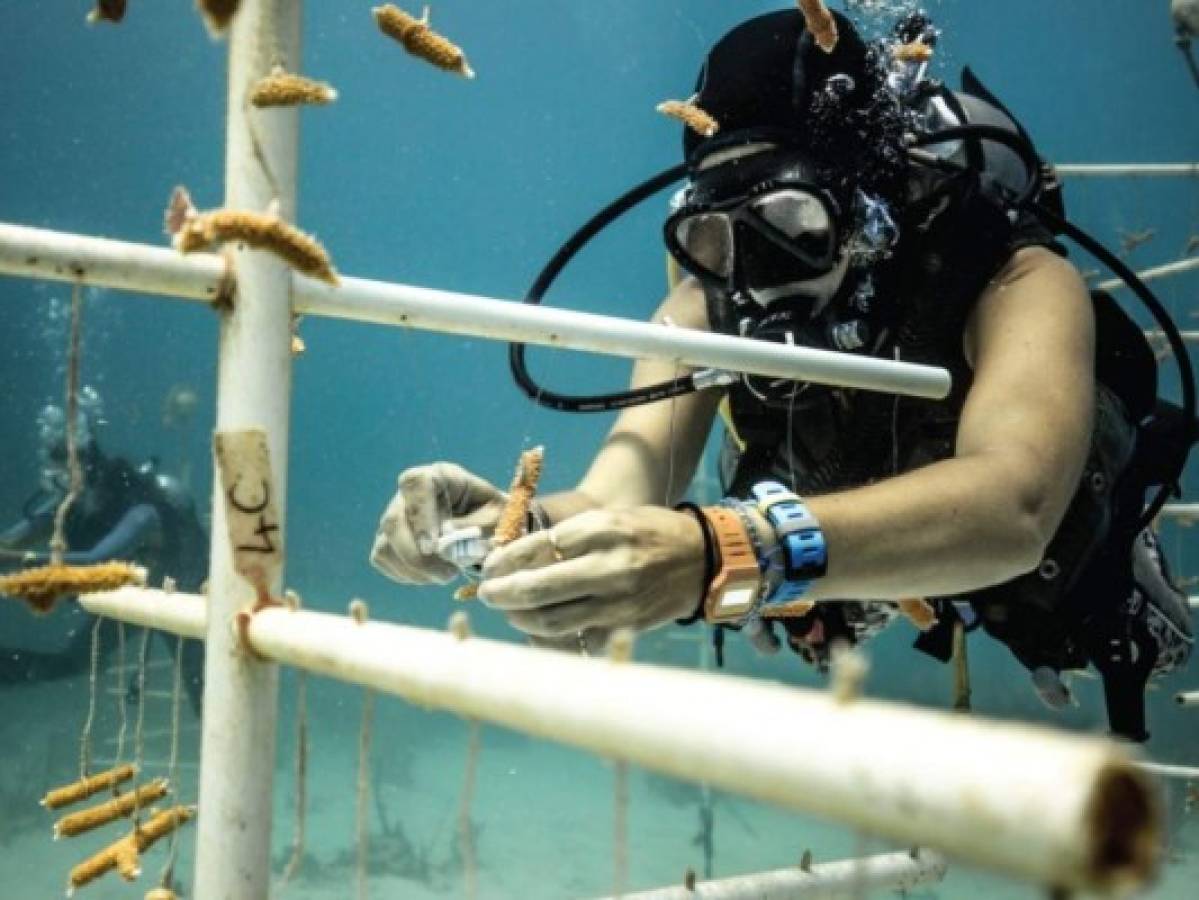 Los arrecifes de coral son también llamados las 'selvas del mar'. Foto: Cortesía