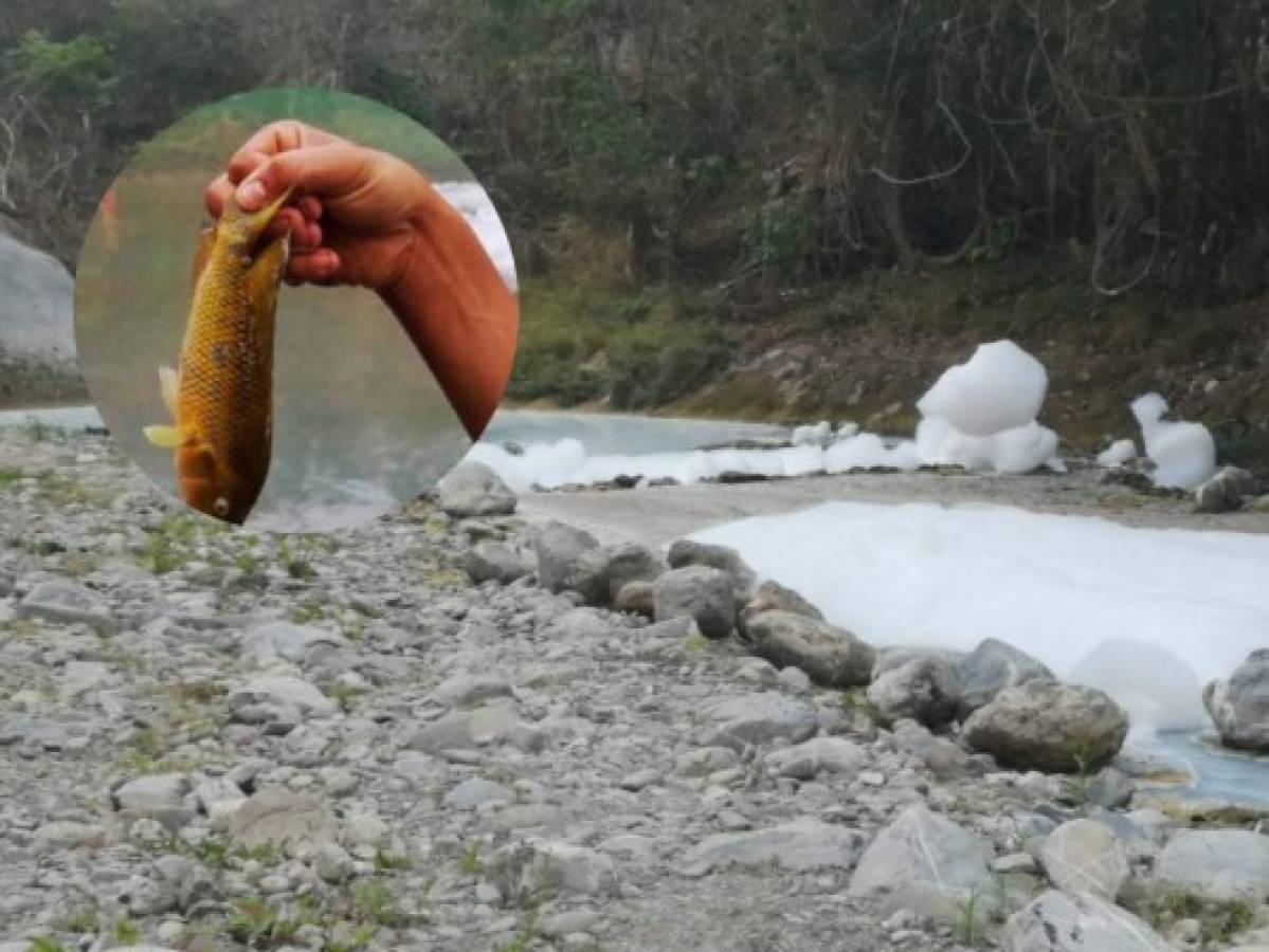 Los peligros del ácido sulfónico, el líquido que mató a cientos de peces en el río Chamelecón