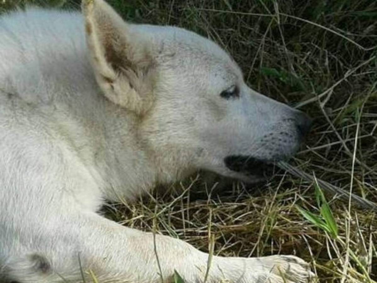 Perro salva a su amo de morir electrocutado en India 