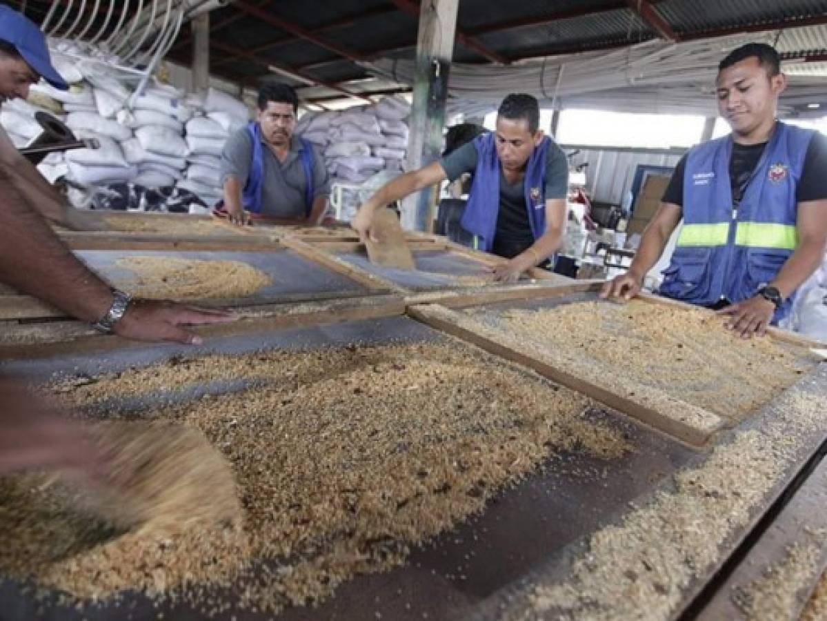 Inician trabajos para alfombras de aserrín en la capital de Honduras
