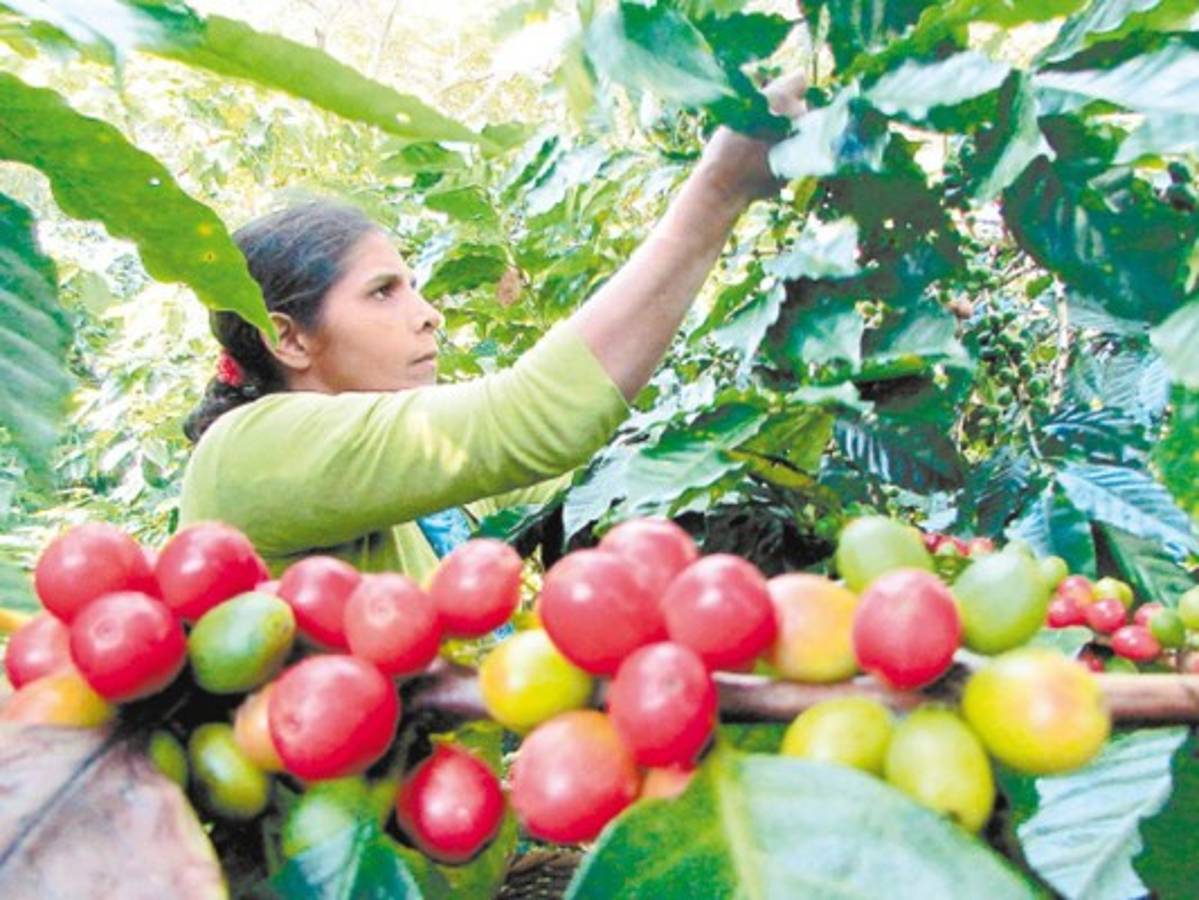 Denuncian contrabando de café hacia Nicaragua