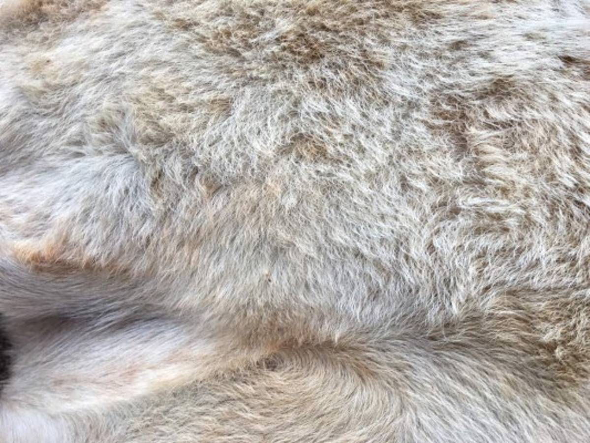 Es propio de razas como el bóxer o el pitbull. Estos no necesitan de corte alguno, exceptuando algunos perros de esta raza que tienen pelo medio largo, pero son poco comunes.