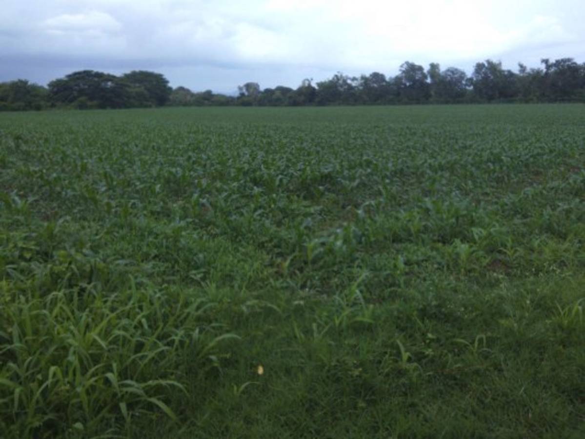 Juticalpa y Catacamas producen el 59% de los granos básicos de Olancho