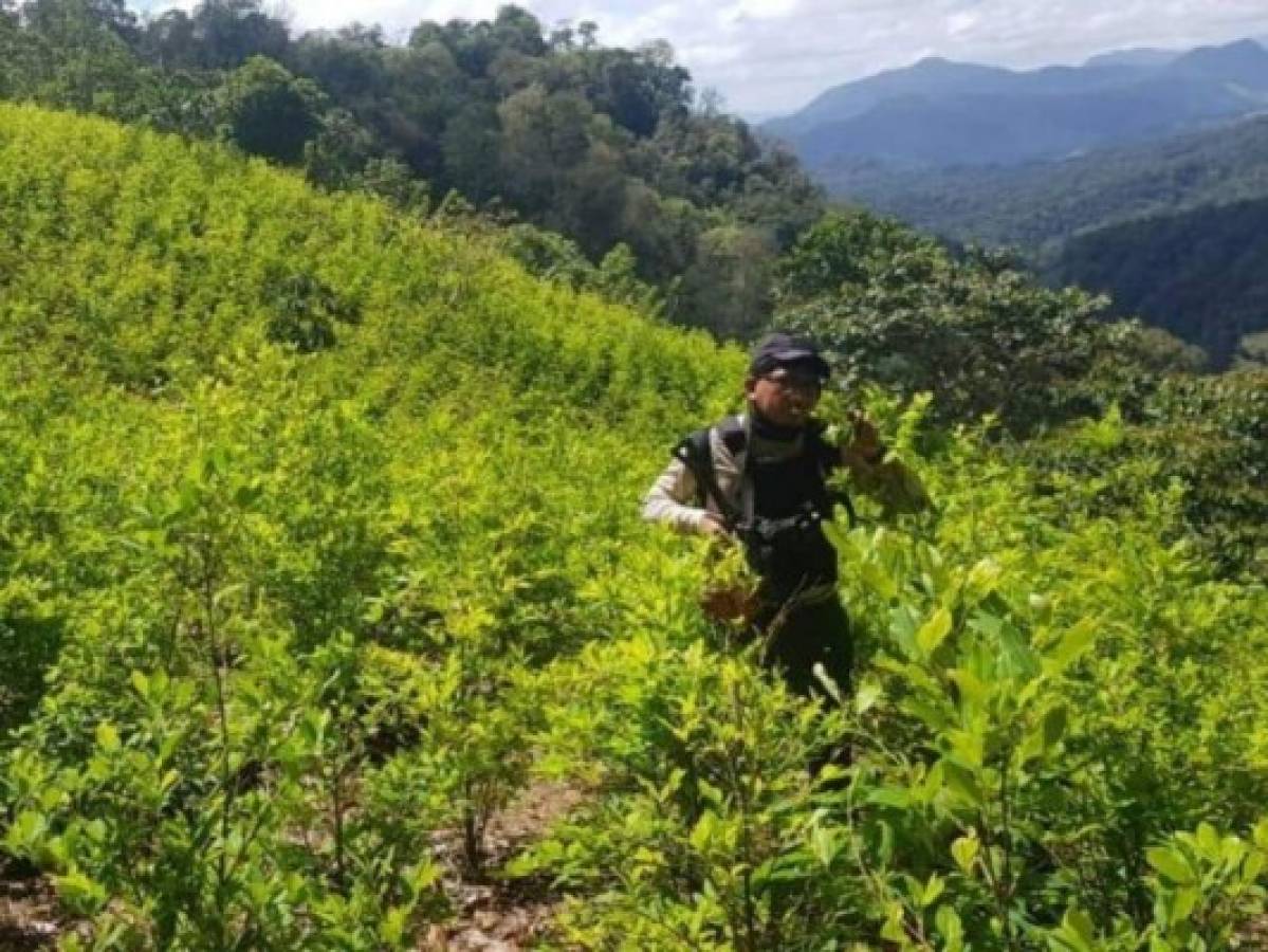 Carteles mexicanos detrás de las plantaciones de coca en Honduras
