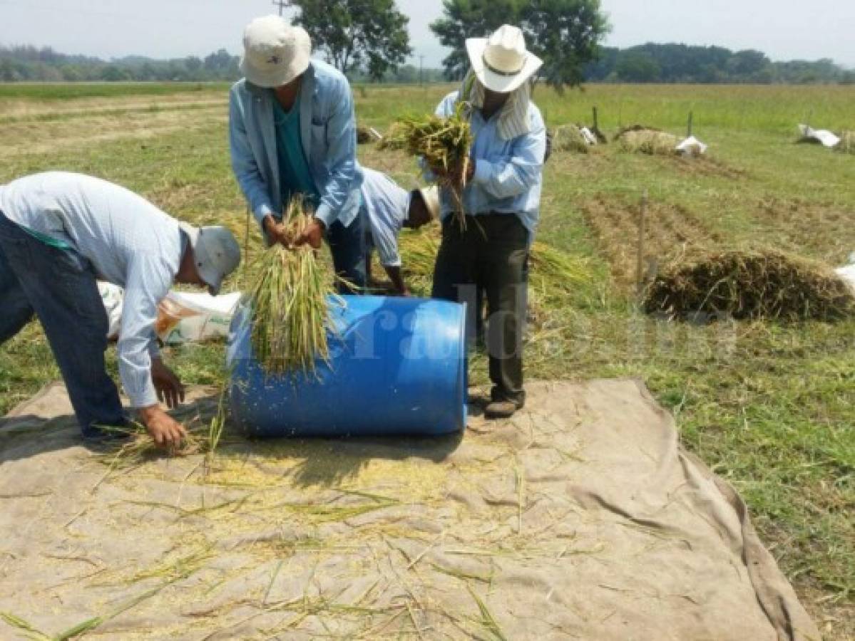 Comayagua proporcionará semilla de arroz para la producción nacional
