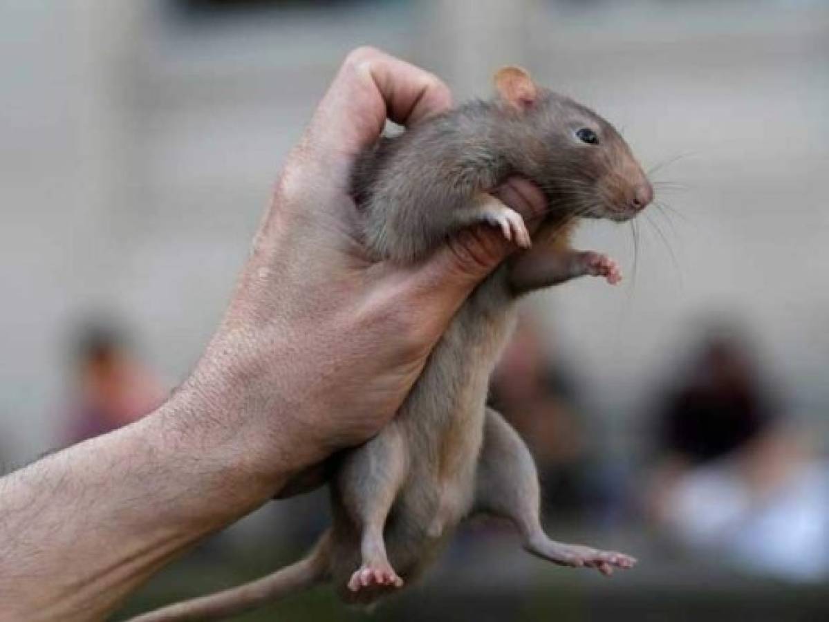 Invasión de gigantescas ratas sufre una ciudad británica