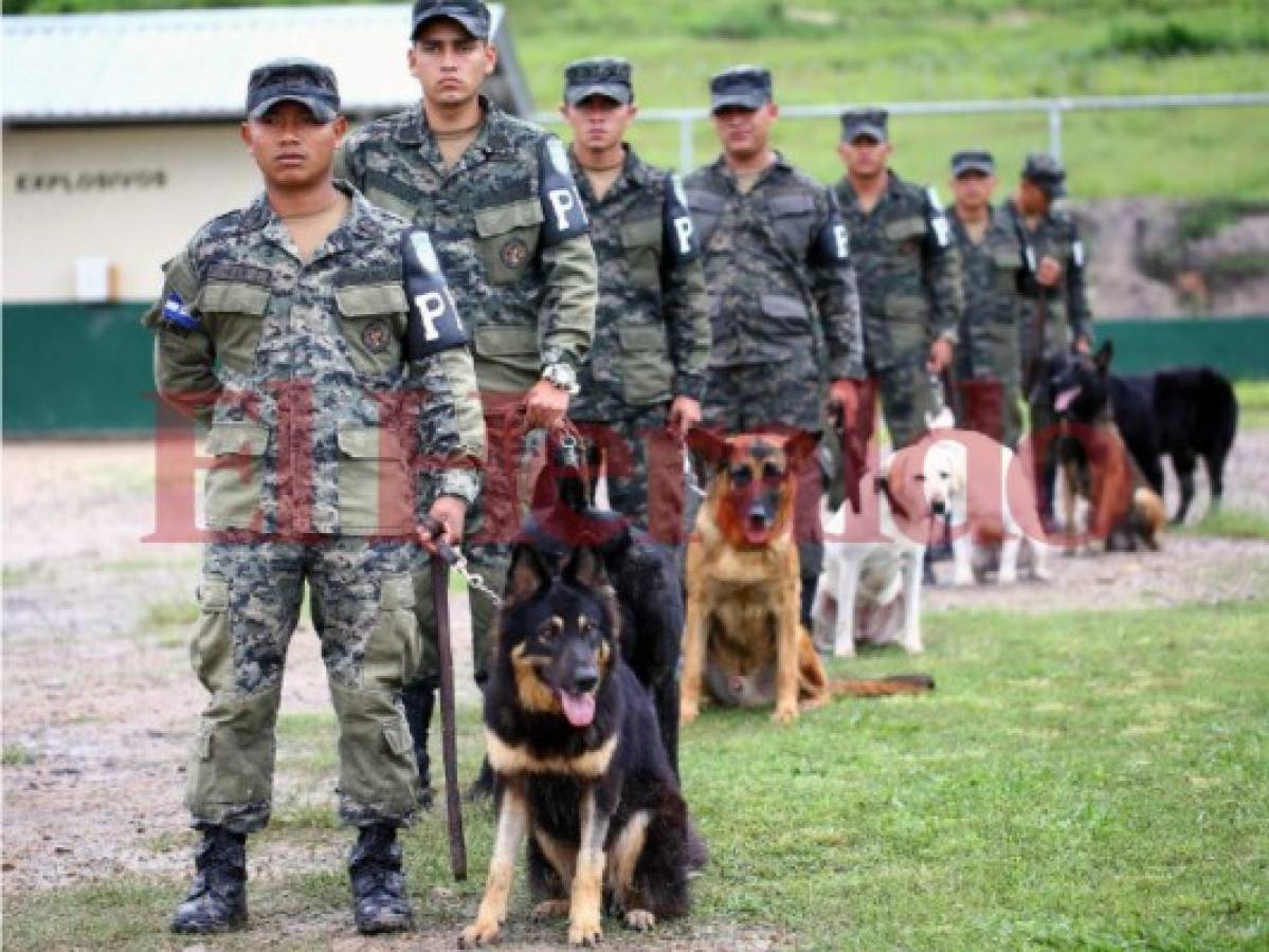 Cada perro tiene un compañero humano, quienes se encargan del entrenamiento. Foto: Johny Magallanes.