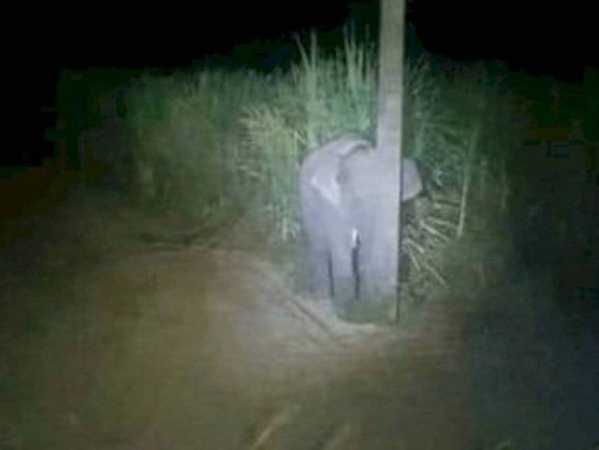 Viral: Bebé elefante se oculta tras poste al ser descubierto robando   