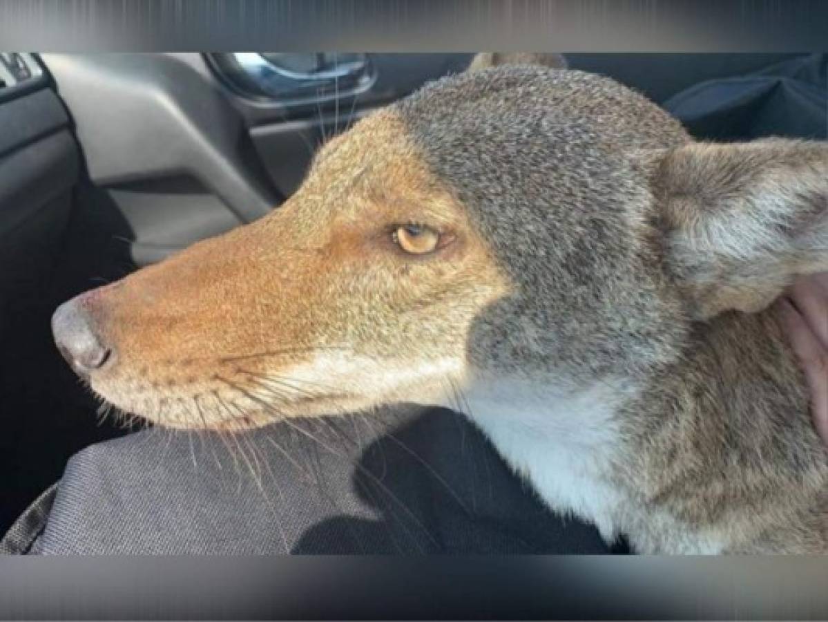 Mujer confunde a un coyote con un perro y lo rescata  