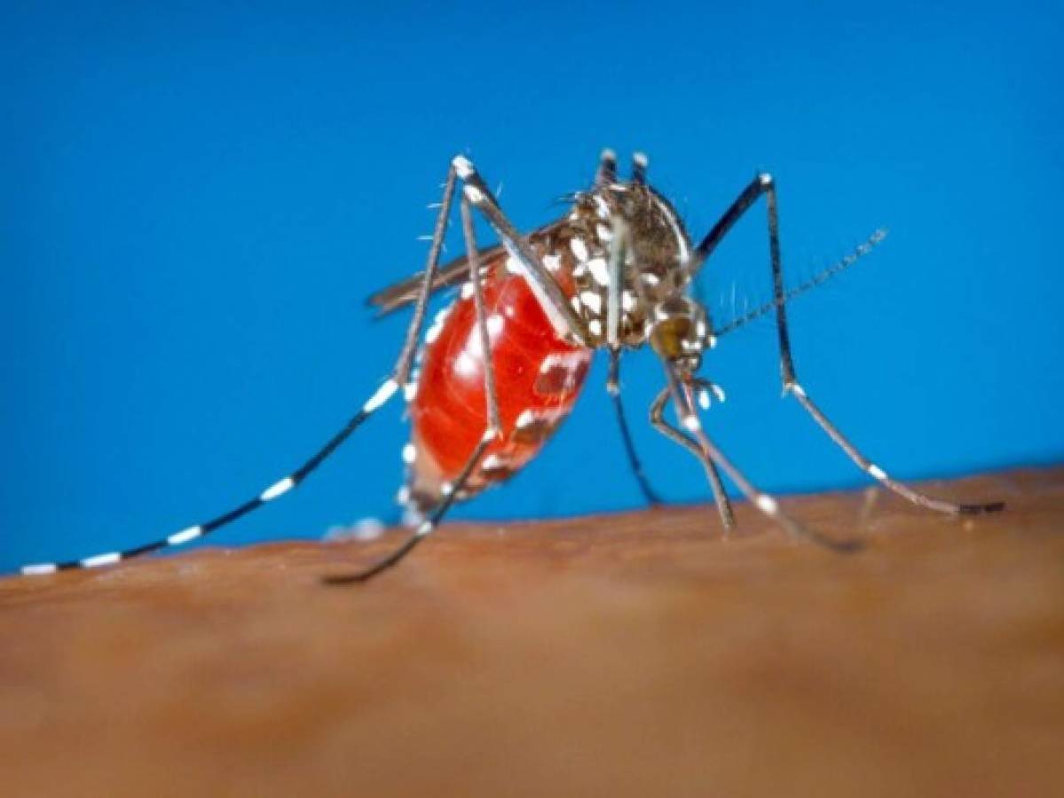Hallan nueva manera de matar mosquitos del dengue y portadores de otras enfermedades